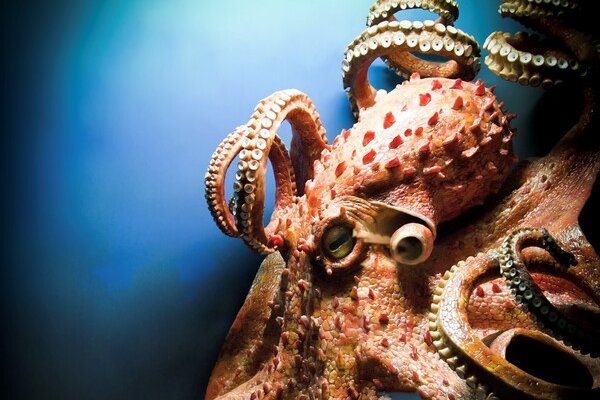 Ссылки зеркала на kraken